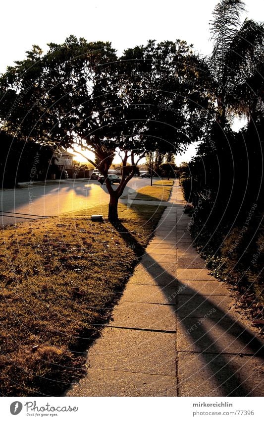 The Way Baum lang Wege & Pfade Schatten way tree shadow shade road Autobahn freeway