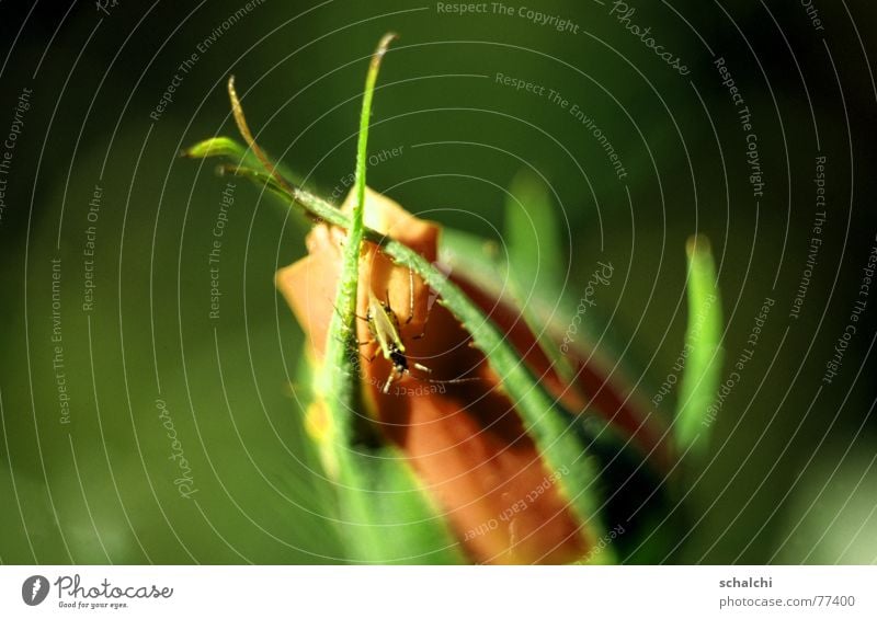 Käfer auf Rosenblüte Blüte Insekt beobachten grün weich Aggression Makroaufnahme Schiffsbug Erholung geschlossene blüte Blütenknospen orange tiefenschäfe