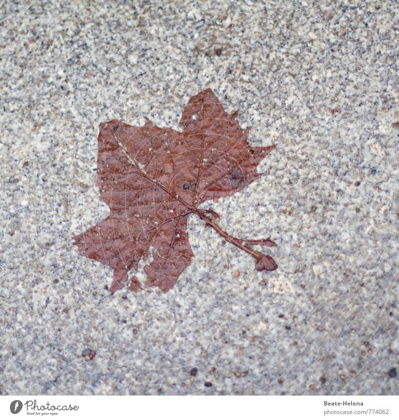 Ich bin total Blatt Umwelt Wassertropfen Herbst Regen Pflanze Dorf Straße Stein Zeichen entdecken authentisch braun grau Herbstlaub herbstlich platt