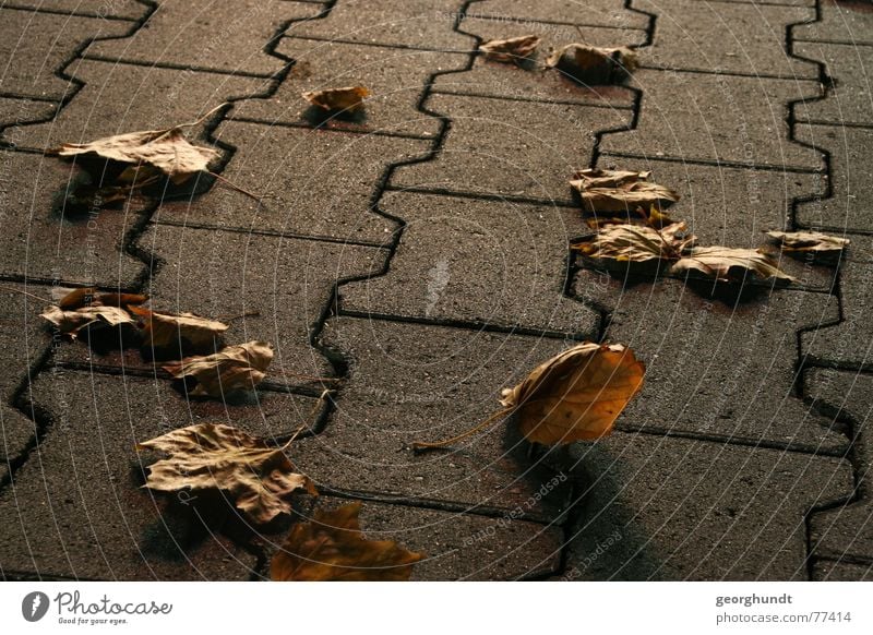 lightning fall Herbst Blatt Herbstlaub Beton Parkplatz Stein betonpflaster Schatten Lichterscheinung Pflastersteine