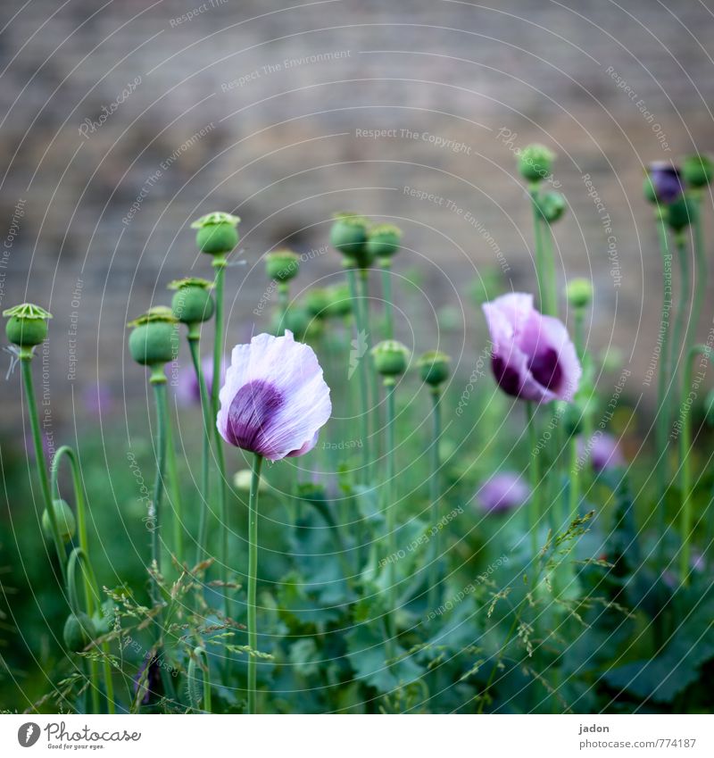 hinterhofschönheit. Rauschmittel Medikament Wohlgefühl Freizeit & Hobby Häusliches Leben Natur Pflanze Frühling Wildpflanze Mohn Mohnkapsel Mohnfeld Schlafmohn