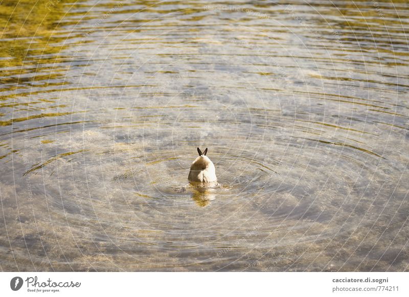 Du kannst mich mal Umwelt Tier Wasser Schönes Wetter Wellen Teich Wildtier Ente 1 Schwimmen & Baden Fressen tauchen einfach exotisch frech klein lustig braun