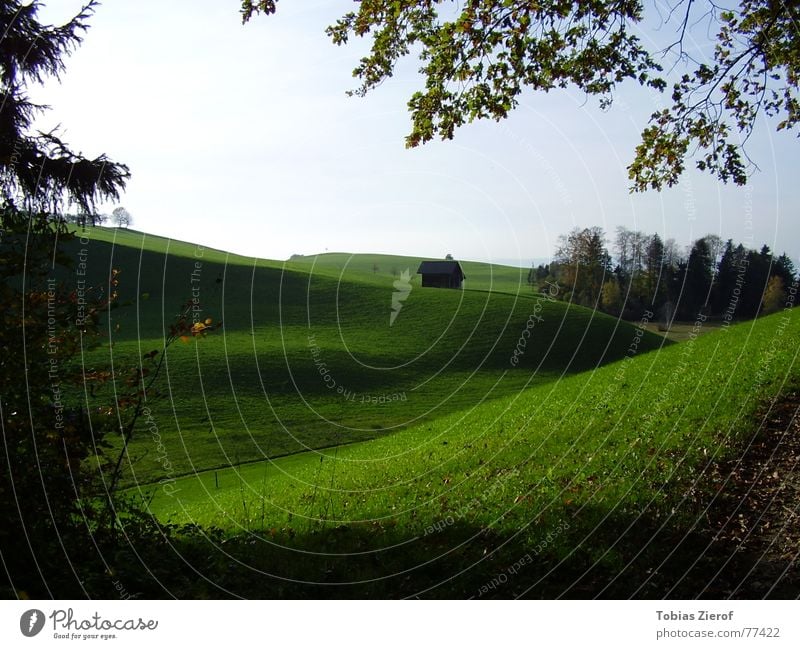 Schweizer Idyll Gras Wiese Tanne ruhig Erholung Spaziergang grün Herbst Licht Hügel Blatt Himmel Gelassenheit schweigen Rasen Grünfläche Ruhe bewahren Wolken