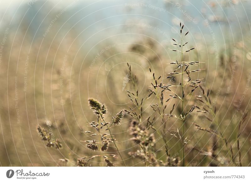 Sommerwiese. Natur Landschaft Pflanze Gras Wiese Feld saftig blau braun gold Wachstum Samen Erholung Wärme Blumenwiese filigran entdecken elegant Unschärfe