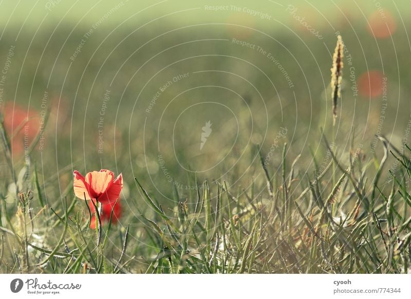 Ein Hauch von Sommer Natur Landschaft Blume Feld atmen Blühend genießen leuchten Wachstum hell nah retro grün rot Lebensfreude Vorfreude Kraft Vorsicht