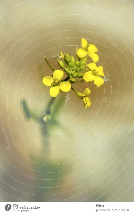 Acker-Senf Natur Pflanze Blume Blüte Wildpflanze Ackersenf Eurosiden Kreuzblütlerartige Brassicales Kreuzblütengewächse Brassiceae Senfe Sinapis arvensis