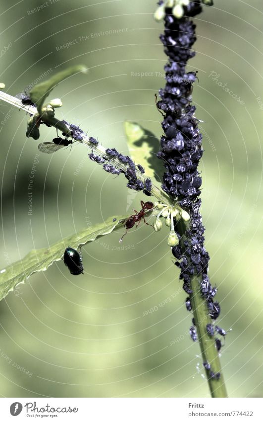 Ameisenmelkerei Natur Tier Pflanze Wildtier Käfer Blattläuse Rote Gartenameise Insekt Hautflügler Knotenameisen Myrmicinae Myrmica rubra Rotgelbe Knotenameise