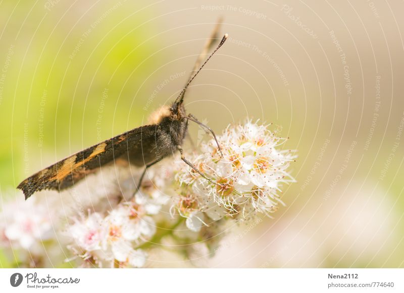 Textfreiraum | Have a rest Umwelt Natur Pflanze Tier Luft Frühling Sommer Schönes Wetter Blume Blüte Garten Park Wiese Feld Schmetterling Flügel 1 Glück