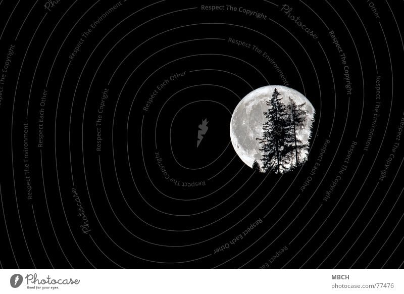 Halloween 2 Nacht Tanne Baum dunkel Beleuchtung faszinierend Mond hell grusseln