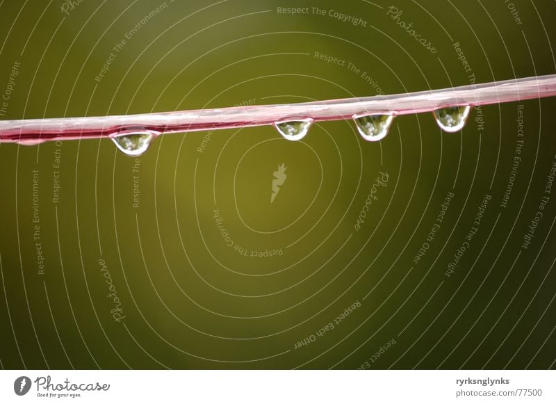 tropfen #14 Wäscheleine Schnur gelb Regen Tau Wassertropfen Herbst Reflexion & Spiegelung Baum 5 Außenseiter Seil Morgen mehrere