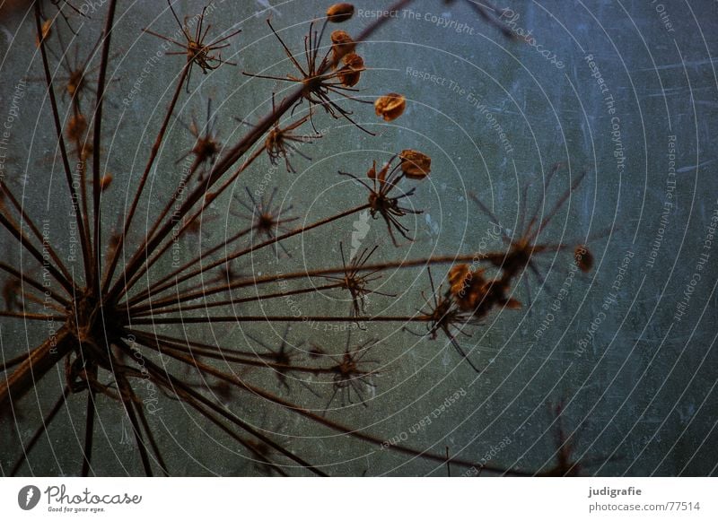 Ende des Sommers Pflanze Herbst trocken Dill stachelig Kratzer Doldenblütler Tod getrocknet Wildtier Natur Himmel Stern (Symbol)