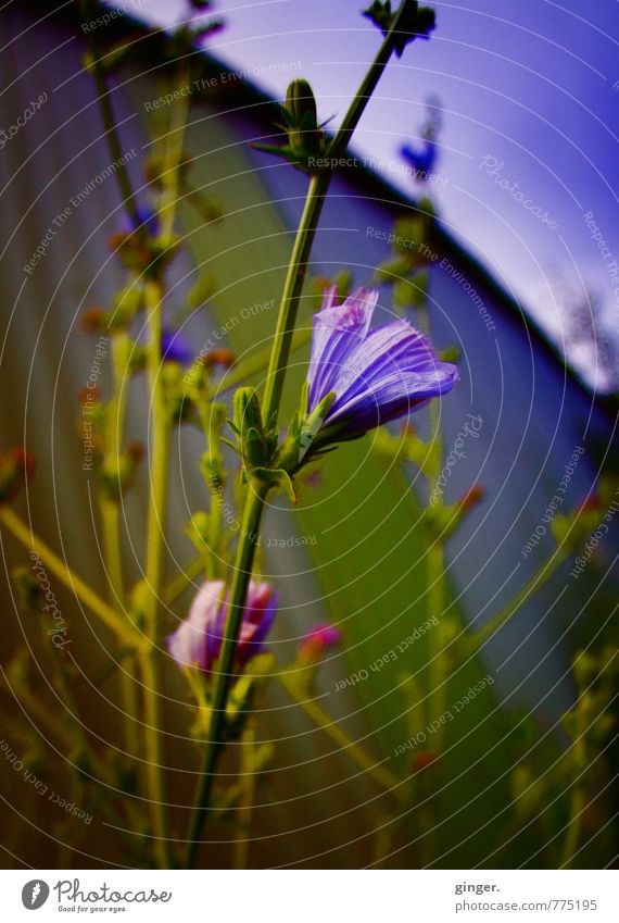 Melancholie Umwelt Natur Pflanze Frühling Blume Wildpflanze grün violett rosa Wachstum Blüte Blütenknospen Container hoch Stengel Farbfoto mehrfarbig