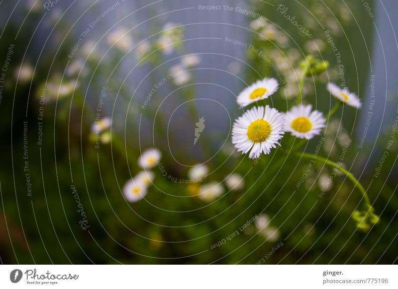 Begrüßung am Wegesrand Umwelt Natur Pflanze Frühling Blume Gras Wildpflanze Blühend Wachstum hell dunkel Streifen viele Kamille wild schön violett grün gelb