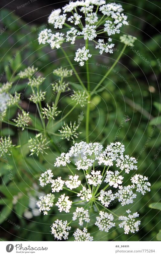 Sommersternchen Umwelt Natur Frühling Klima Klimawandel Wetter Pflanze Gras Blatt Blüte Grünpflanze Garten Wiese Feld Blühend Wachstum ästhetisch frisch