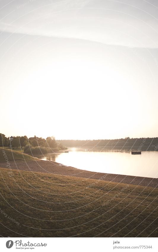 baggersee Umwelt Natur Landschaft Himmel Wolken Sonne Sonnenaufgang Sonnenuntergang Sonnenlicht Sommer Schönes Wetter Pflanze Baum Gras Sträucher Seeufer