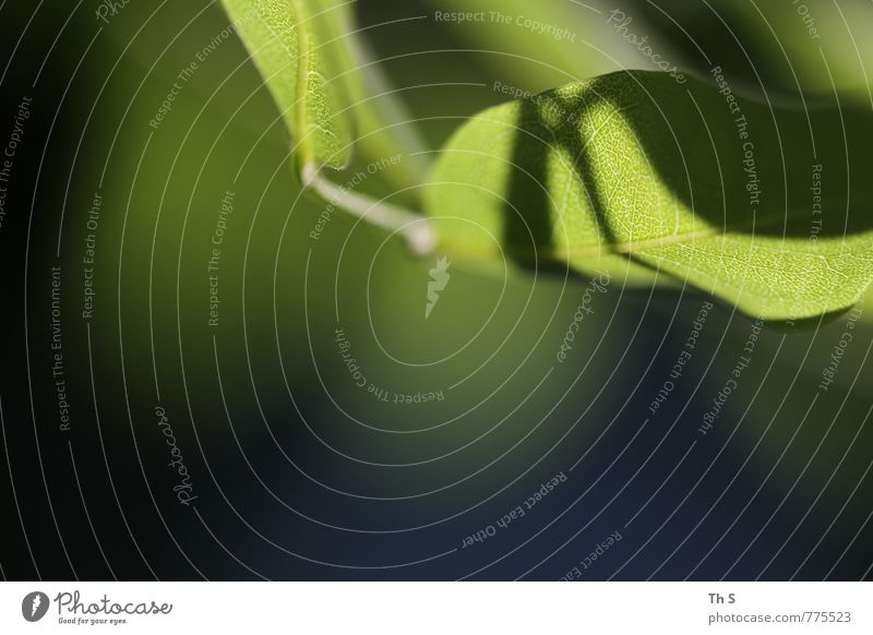 Blatt Natur Pflanze Frühling Sommer Blühend ästhetisch authentisch elegant frisch Gesundheit natürlich grün Frühlingsgefühle Gelassenheit Zufriedenheit