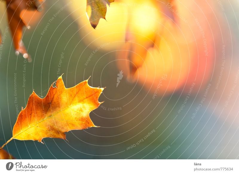 blattgold. Umwelt Natur Pflanze Herbst Blatt Eichenblatt leuchten braun gelb Vergänglichkeit Wandel & Veränderung mehrfarbig Farbfoto Strukturen & Formen