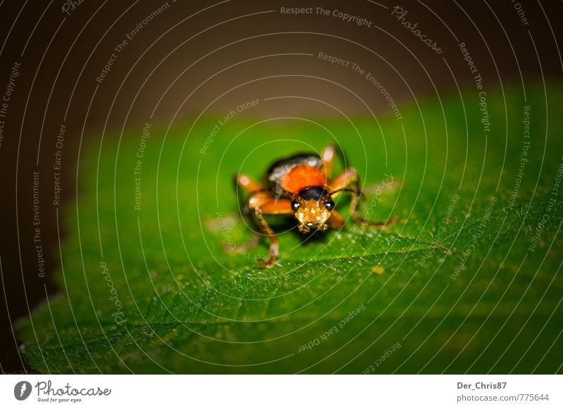 Er kommt näher Umwelt Natur Tier Blatt Wildtier Käfer 1 beobachten krabbeln warten außergewöhnlich Ekel niedlich achtsam Wachsamkeit Perspektive Überleben