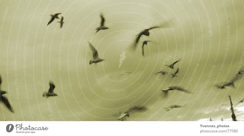 Die Vögel Vogel Möwe Wolken Geschwindigkeit dunkel grau Trauer Ferne Sehnsucht Stimmung Meer Horizont Vogelschwarm Himmel Strand Küste möven fliegen Wind