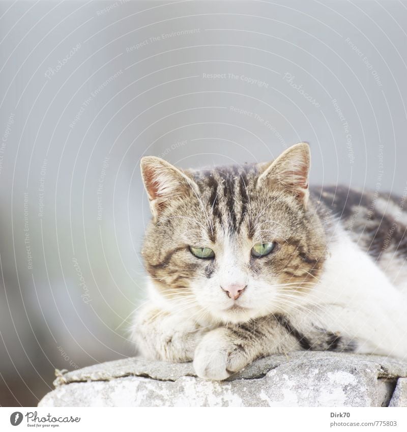 I see your every move ... and I do not approve of it! Istanbul Prinzeninseln Türkei Asien Mauer Wand Haustier Katze 1 Tier Stein beobachten liegen Aggression