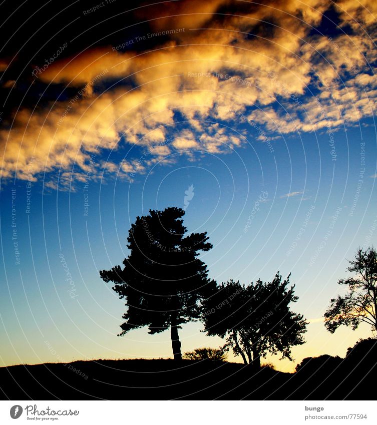 Frieden Baum Wolken schlechtes Wetter dunkel bedrohlich Dämmerung Nacht Horizont Sonnenuntergang träumen Traumwelt Einsamkeit harmonisch Farbenspiel Romantik