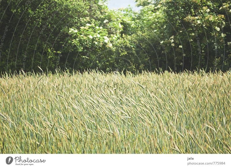 grünstreifen Umwelt Natur Landschaft Pflanze Sommer Baum Gras Sträucher Grünpflanze Nutzpflanze Wildpflanze Feld Wald natürlich Farbfoto Außenaufnahme