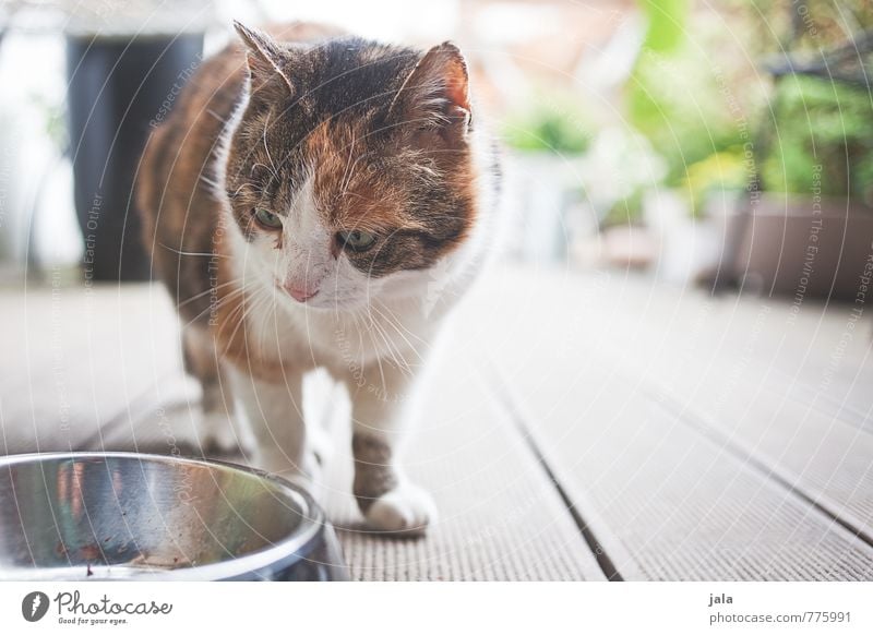 hunger Tier Haustier Katze 1 Fressnapf Blick Appetit & Hunger Farbfoto Außenaufnahme Menschenleer Tag Tierporträt Wegsehen