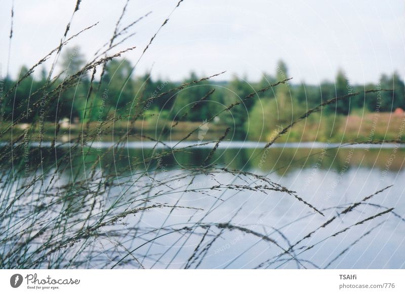 Seegräser Gras Natur Wasser