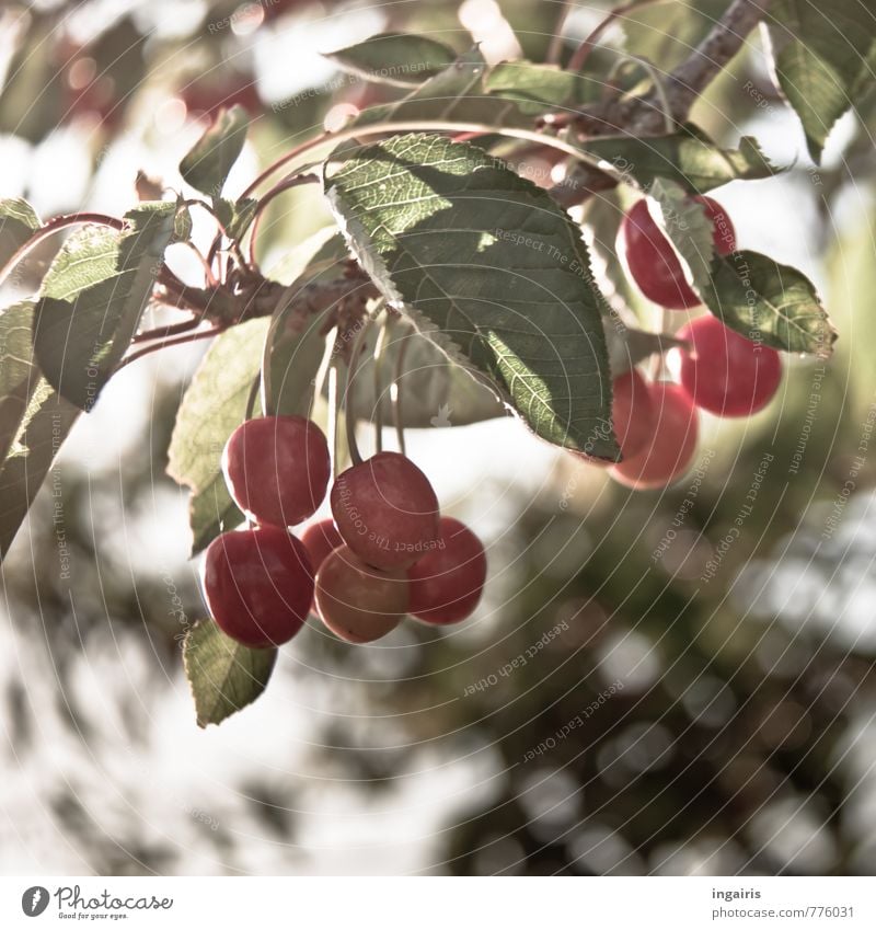 Kirschenzeit Lebensmittel Frucht Ernährung Gesundheit Gesunde Ernährung Sommer Pflanze Baum Blatt Nutzpflanze Kirschbaum entdecken hängen leuchten Wachstum