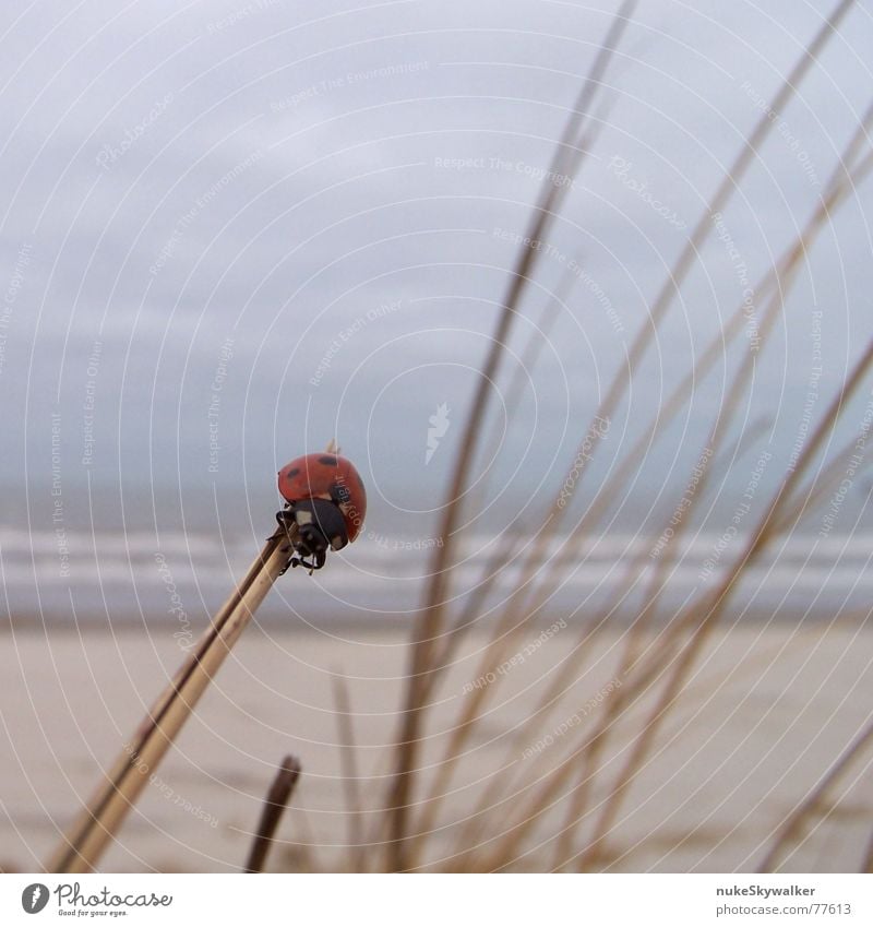 Pünktchen Marienkäfer gewagt Glücksbringer Siebenpunkt-Marienkäfer Gegenwind Meer Strand festhalten schlechtes Wetter Leidenschaft verloren Ameland Küste