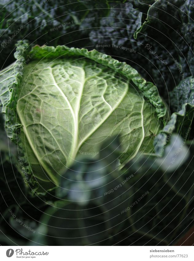 Saison Gemüse Grünpflanze vitaminreich Ernährung Weißkohl Gemüsebeet Landwirtschaft Vitamin frisch grün Pflanze Lebensmittel Ernte Gemüsegarten roh Gemüsebau