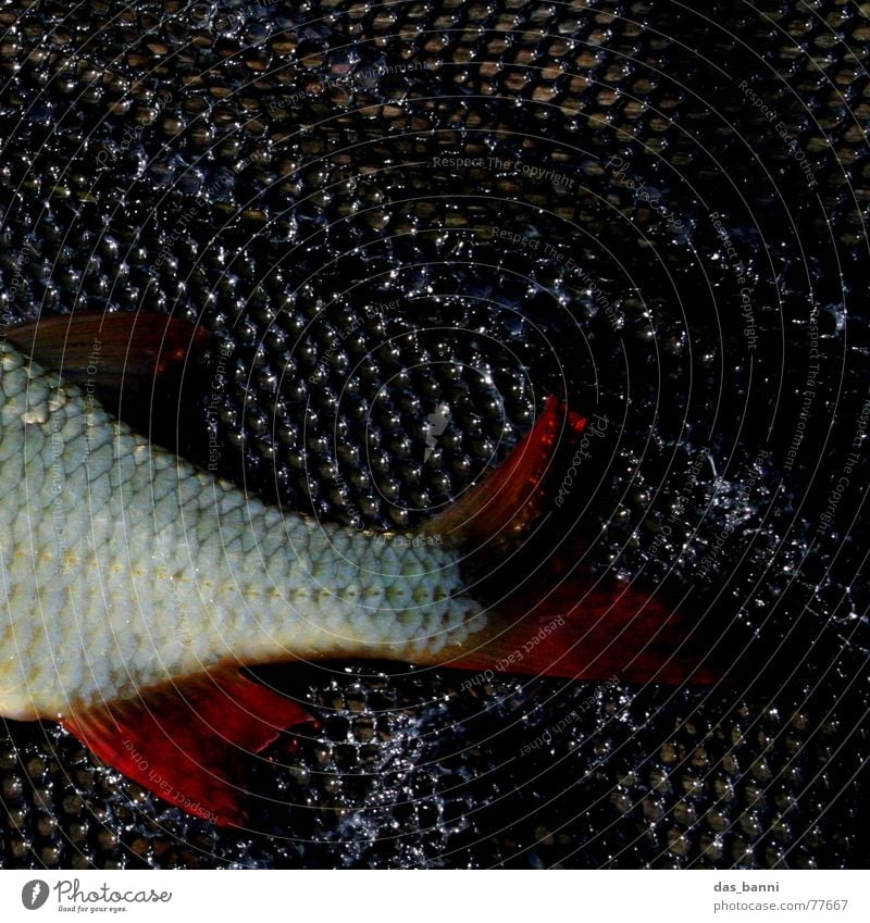 Petri Heil rot schwarz Holz Schleim kalt feucht nass schleimig Angeln Erholung ruhig gefährlich Kescher Rotauge Karpfen Raubfisch See Sommer Köderfisch