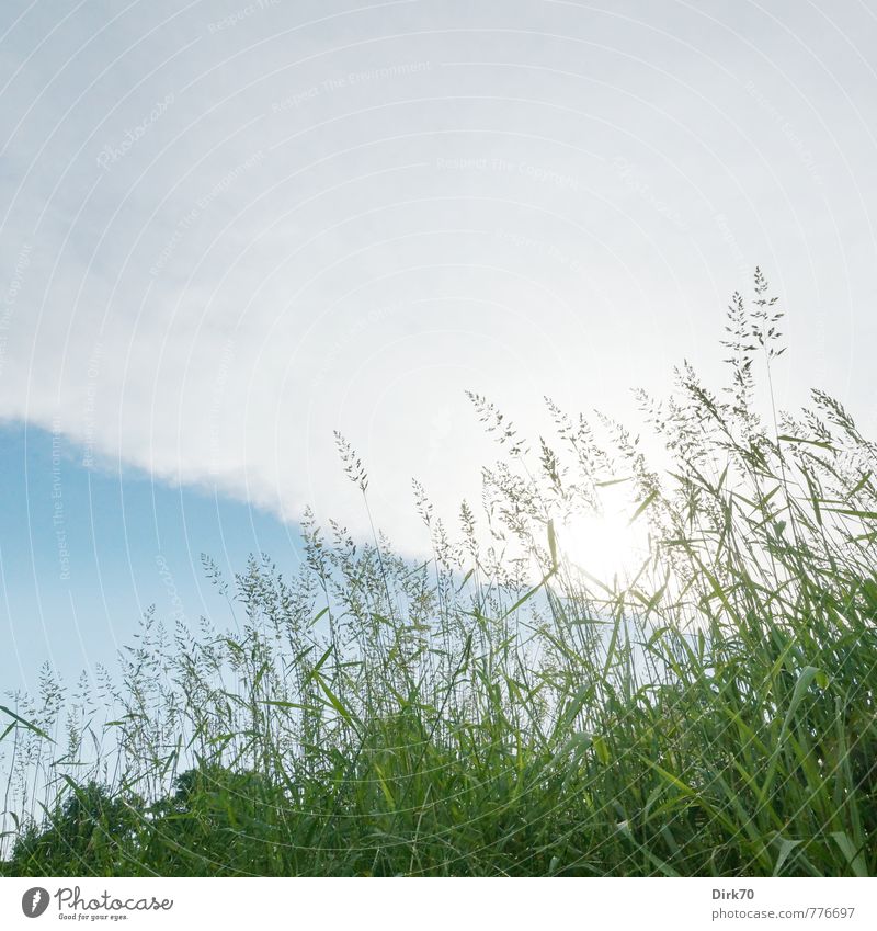 Wiese von unten Natur Pflanze Wolken Gewitterwolken Sonne Sommer Schönes Wetter Baum Gras Blatt Grünpflanze Ähren Halm Feld Weide Blühend leuchten Wachstum