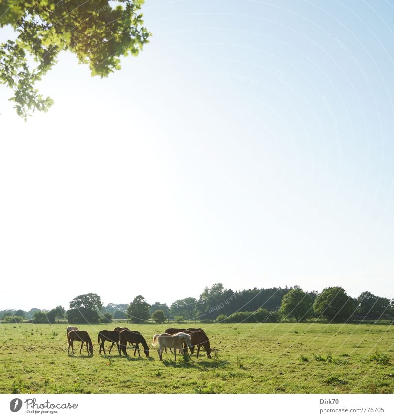 Sommerweide Reichtum Reiten Natur Landschaft Wolkenloser Himmel Sonnenlicht Schönes Wetter Baum Blatt Zweig Wiese Feld Wald Weide Kulturlandschaft Bremen