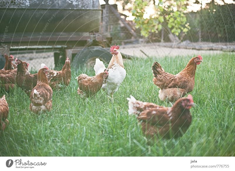 hühnerhof Natur Pflanze Gras Grünpflanze Tier Nutztier Hühnervögel Hühnerstall Hahn Tiergruppe Rudel Tierfamilie frei Freundlichkeit natürlich Farbfoto