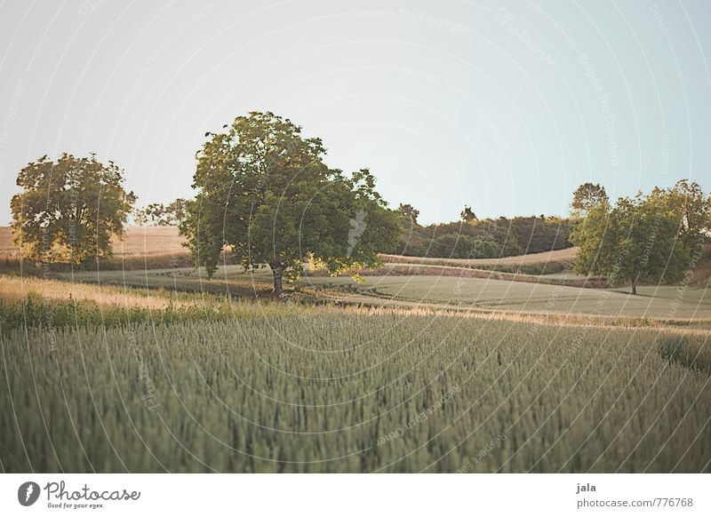 landschaft Umwelt Natur Landschaft Pflanze Himmel Baum Gras Sträucher Grünpflanze Nutzpflanze Wildpflanze Feld Hügel natürlich Farbfoto Außenaufnahme