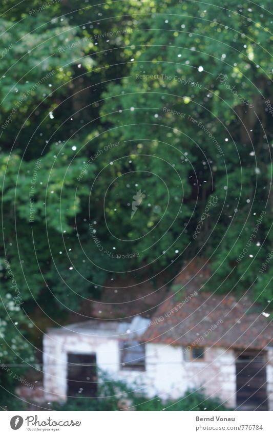 Sommer-Schnee Pflanze Baum Dorf Haus Ruine hell Löwenzahn Samen fliegen Luft Dach Wind Mauer grün rot Farbfoto Außenaufnahme Experiment Menschenleer Morgen