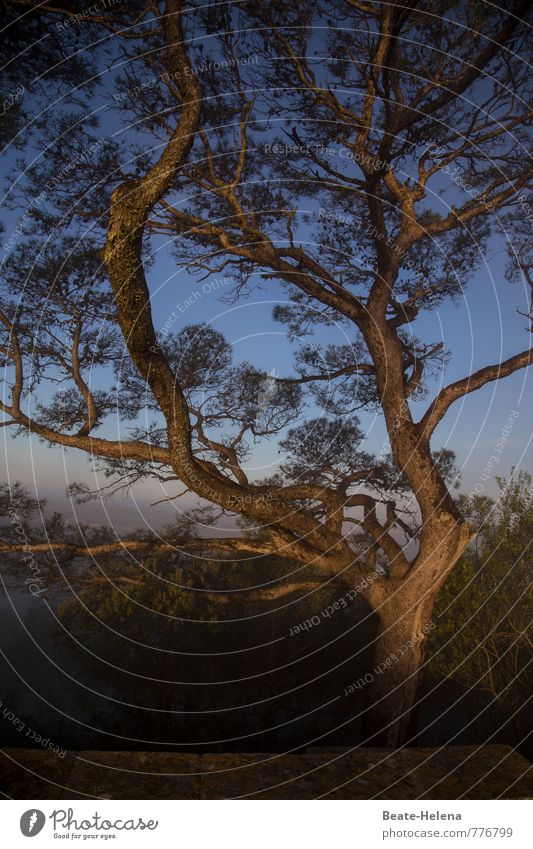 Der Lichtfänger Natur Himmel Sommer Schönes Wetter Nebel Baum Wald Hügel Mauer Wand Wege & Pfade beobachten genießen Blick ästhetisch Freundlichkeit hell schön