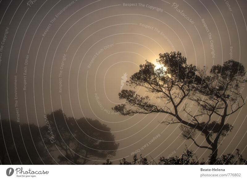 Morgenstund hat Gold im Mund Himmel Sonne Sonnenaufgang Sonnenuntergang Sonnenlicht Pflanze Baum Mallorca Zeichen beobachten genießen außergewöhnlich gigantisch