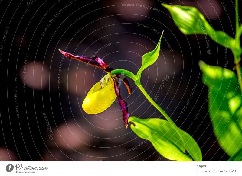 Deutsche Orchideen, Frauenschuh, Cypripedium calceolus Pflanze Blume Blüte Wildpflanze Wald schön gelb grün violett Geborgenheit Orchis wild selten Rote Liste