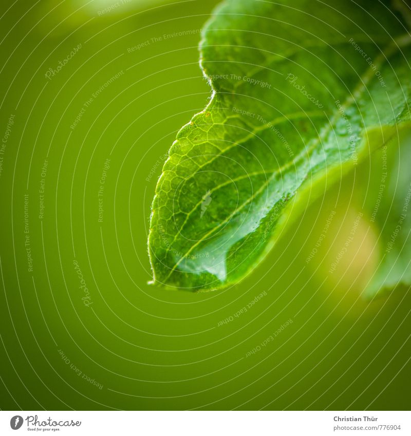 Nässe Umwelt Natur Wasser Frühling schlechtes Wetter Regen Pflanze Blatt Grünpflanze Blühend nass grün Stimmung ästhetisch Zufriedenheit Farbfoto