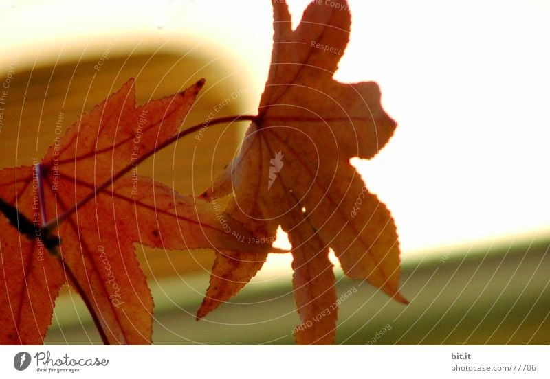 AN schubs Natur Pflanze Herbst Blatt Fenster frisch gelb gold rot weiß schubsen Wand Herbstlaub herbstlich Herbstfärbung Herbstbeginn Herbstwetter Ahorn