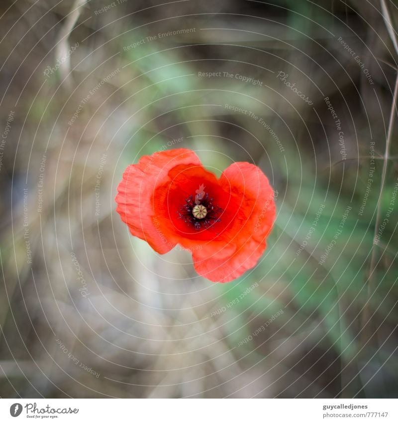 Klatschmohn Umwelt Natur Pflanze Sommer Blüte Mohnblüte ästhetisch Duft frisch nachhaltig natürlich schön Wärme rot Zufriedenheit Erholung Farbe Gesundheit