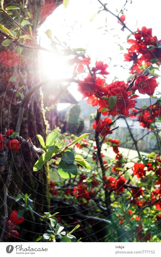 Zierquitte Umwelt Natur Pflanze Sonne Sonnenlicht Frühling Sommer Blume Sträucher Blüte Quittenbaum Scheinquitte Garten Blühend leuchten hell schön Kitsch