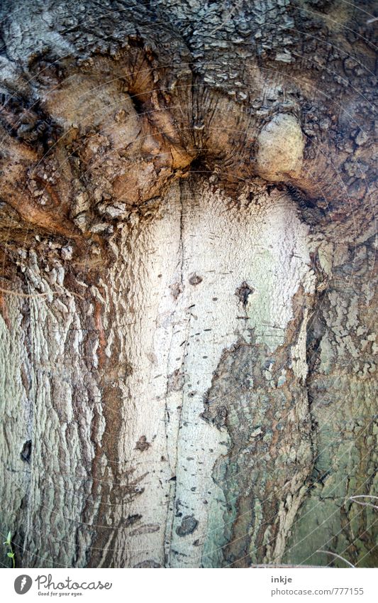 gepfropfte Buche Gartenarbeit Landwirtschaft Forstwirtschaft Natur Baum Baumstamm Baumrinde buchenrinde Wald Wachstum alt außergewöhnlich braun veredeln