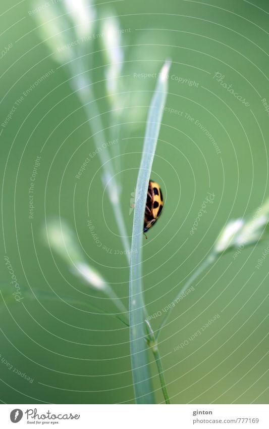 Marienkäfer Natur Pflanze Tier Gras Blatt Grünpflanze Wiese Feld Wildtier Käfer 1 klein nah wild gelb grün schwarz mehrfarbig Außenaufnahme Nahaufnahme