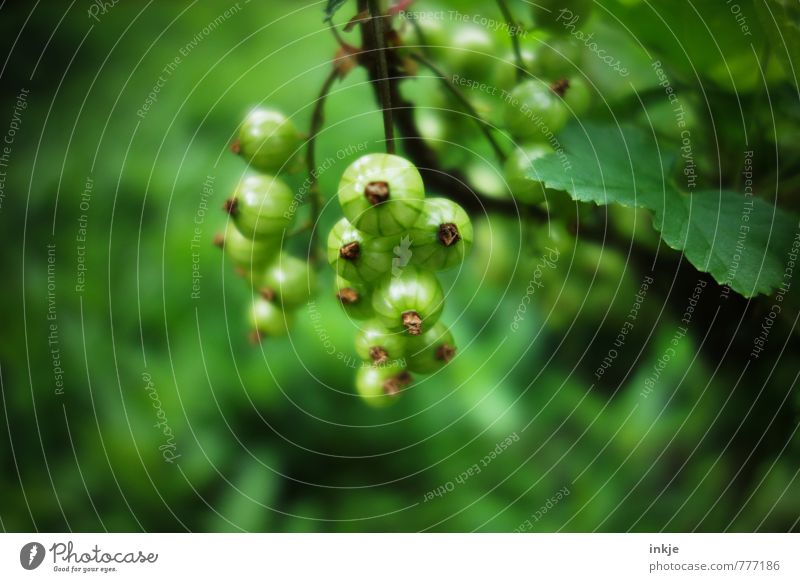 Grün Pflanze Frühling Sommer Sträucher Nutzpflanze Johannisbeeren Johannisbeerstrauch Garten Wachstum frisch grün Farbe reif unreif Farbfoto Außenaufnahme