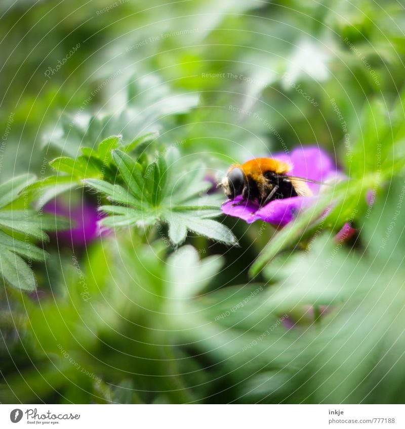 Hummelhummel Natur Pflanze Tier Frühling Sommer Schönes Wetter Blume Blatt Blüte Garten Park Wiese Wildtier Biene 1 hocken natürlich grün violett Idylle