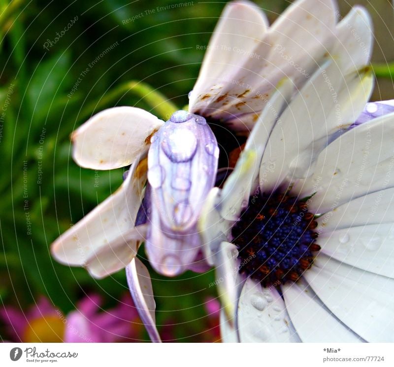 lila Tau Blume Pflanze Blüte nass frisch violett weiß Wachstum Blütenblatt grün Seil blau mia hell Garten Regen Detailaufnahme Perspektive