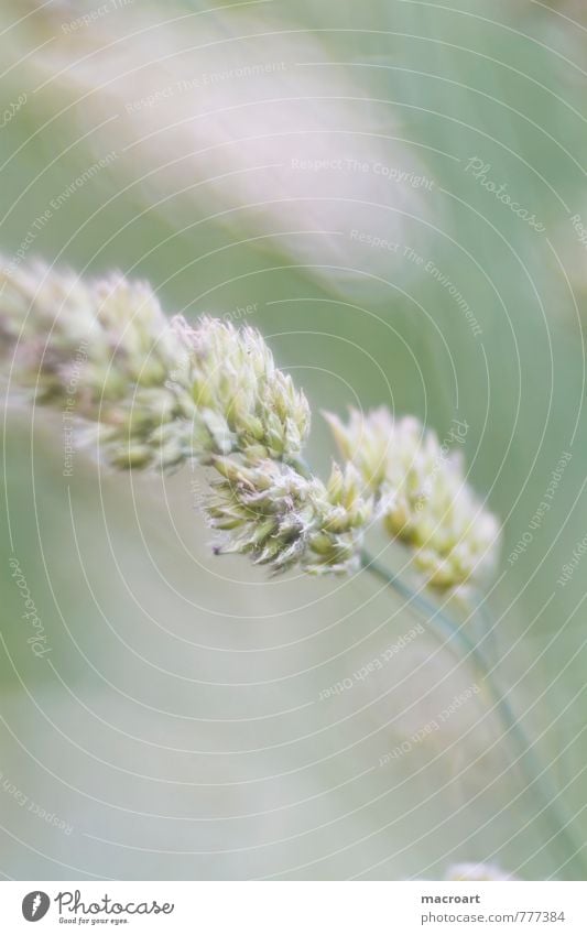 Allergisch? Gras Makroaufnahme Nahaufnahme Allergie allergisch Blüte Detailaufnahme Pflanze pflanzlich grün Halm Natur natürlich